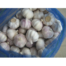 New Crop Pure White Knoblauch (5,5 cm und höher)